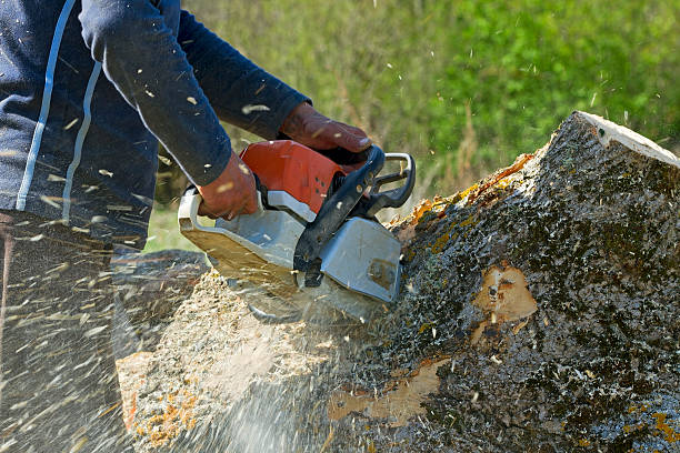 Best Tree Mulching  in Cloverdale, VA